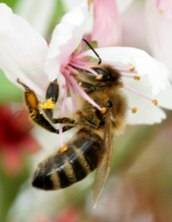 Honigbiene an der Blüte einer Zierpflaume
